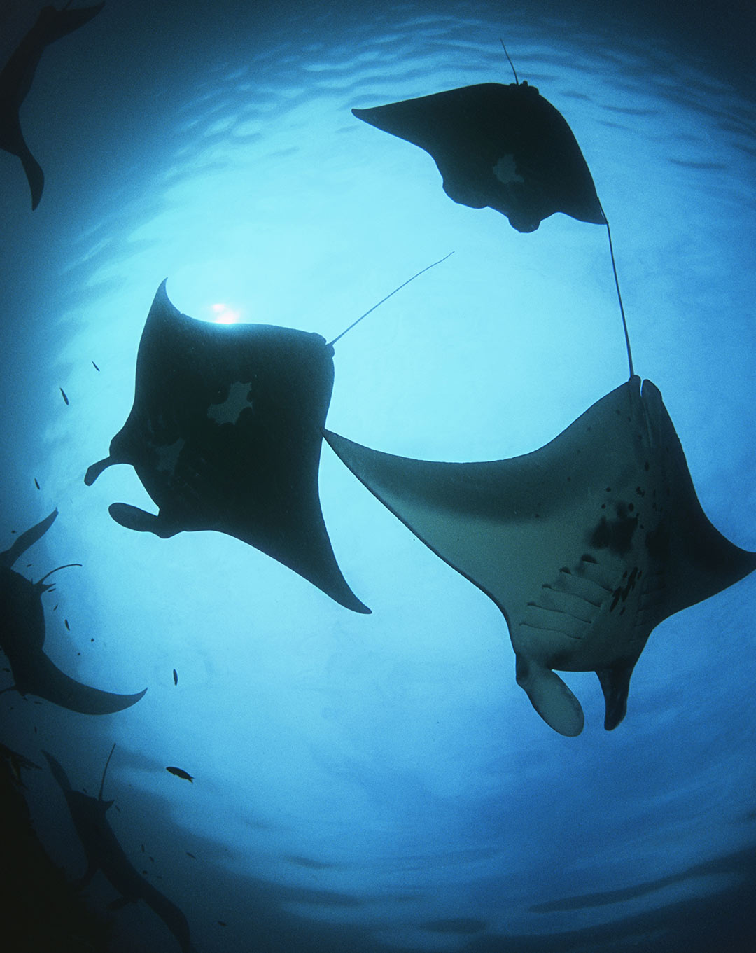Raja Ampat Manta Ridge