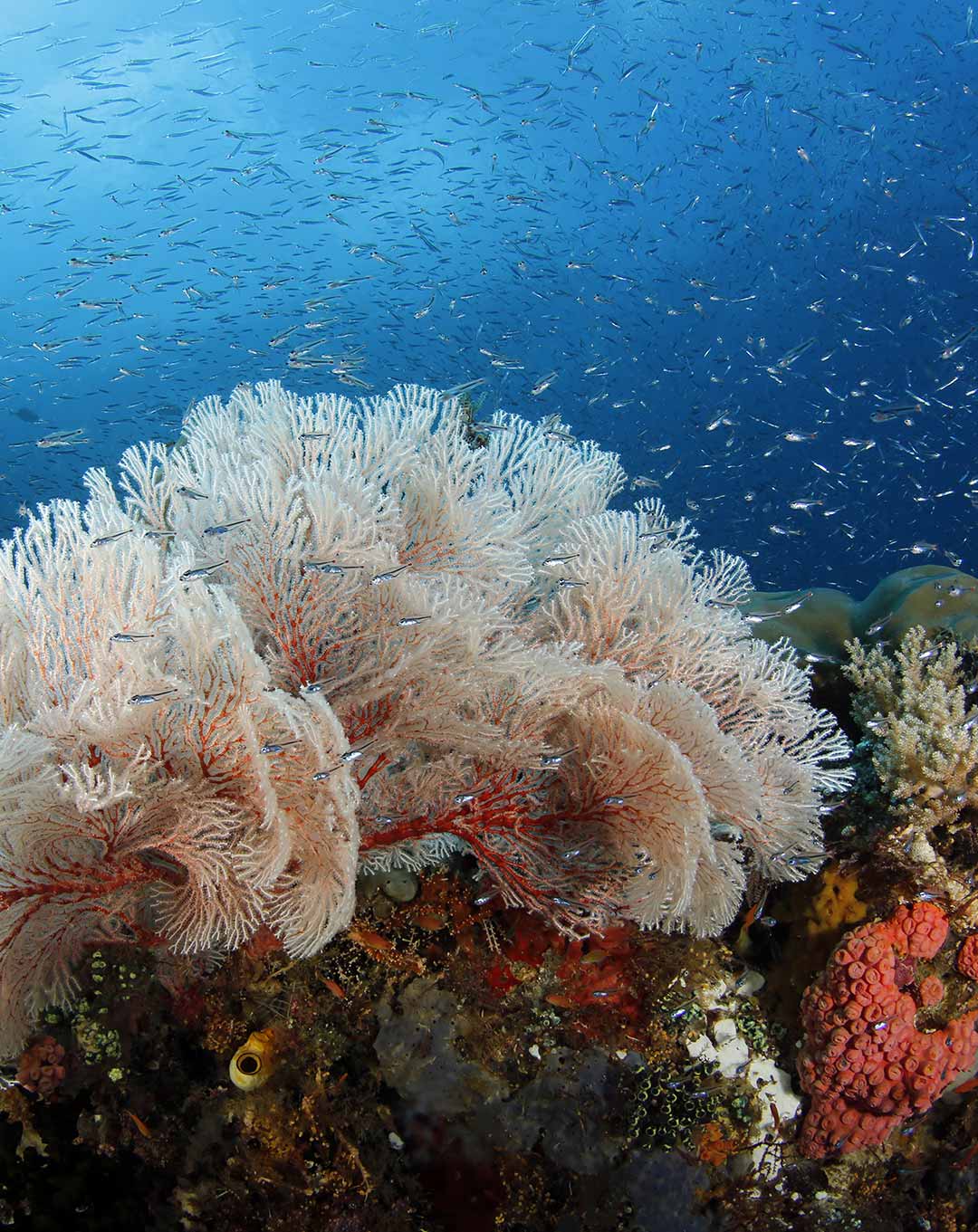 Raja Ampat Dive Site Melissa