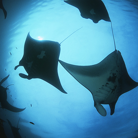 Raja Ampat Oceanic Manta