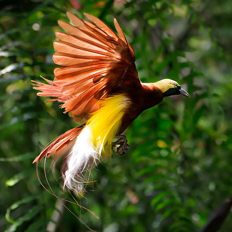 Raja Ampat Paradisaea Red Bird of Paradise