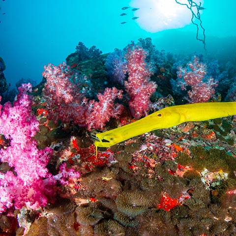 Raja Ampat Snorkeling Biodiversity