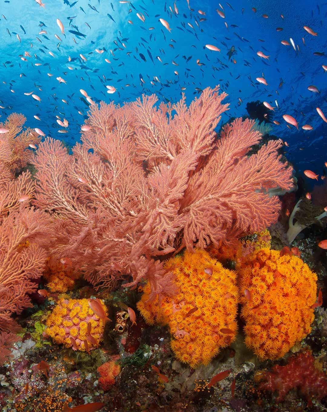 Raja Ampat Snorkeling Cruise 11 Nights