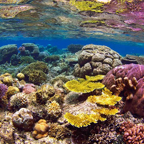 Raja Ampat Snorkeling Spots
