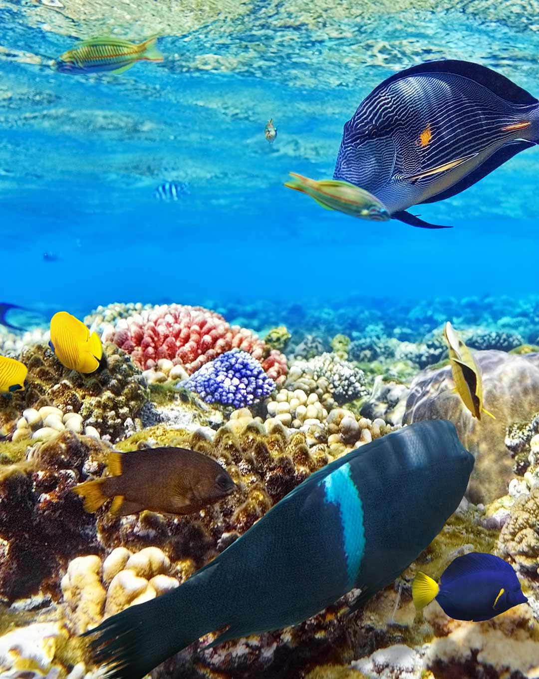 Raja Ampat Snorkeling