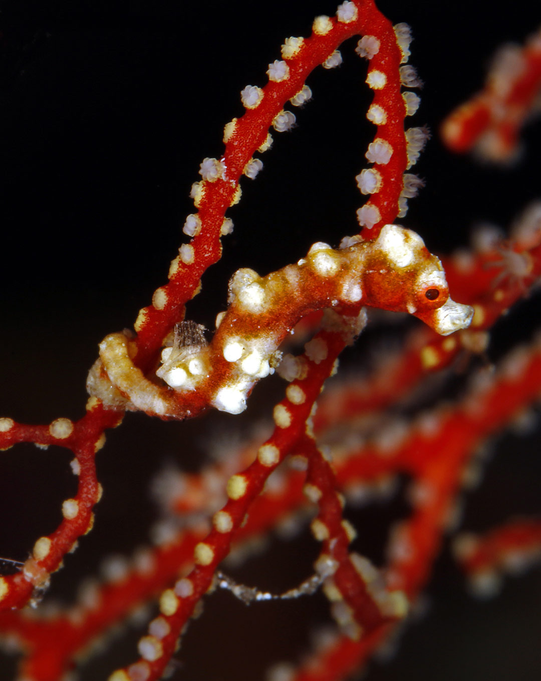 Raja Ampat The Passage