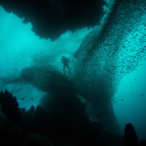 Raja Ampat Ultimate Diving Experience