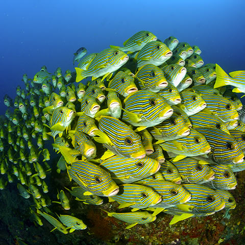 Raja Ampat Ultimate Experience