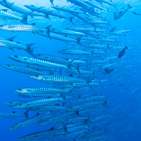 Really Large School of Barracuda