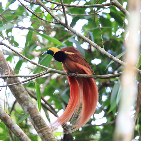 Red Bird of Paradise Raja Ampat
