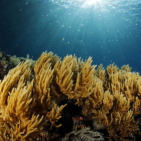 Reef in Missol