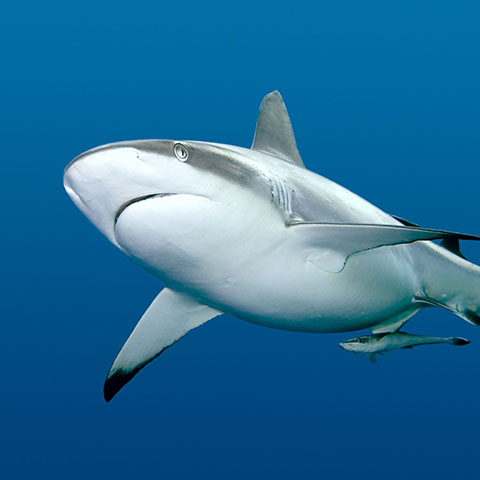 Reef Shark in Komodo