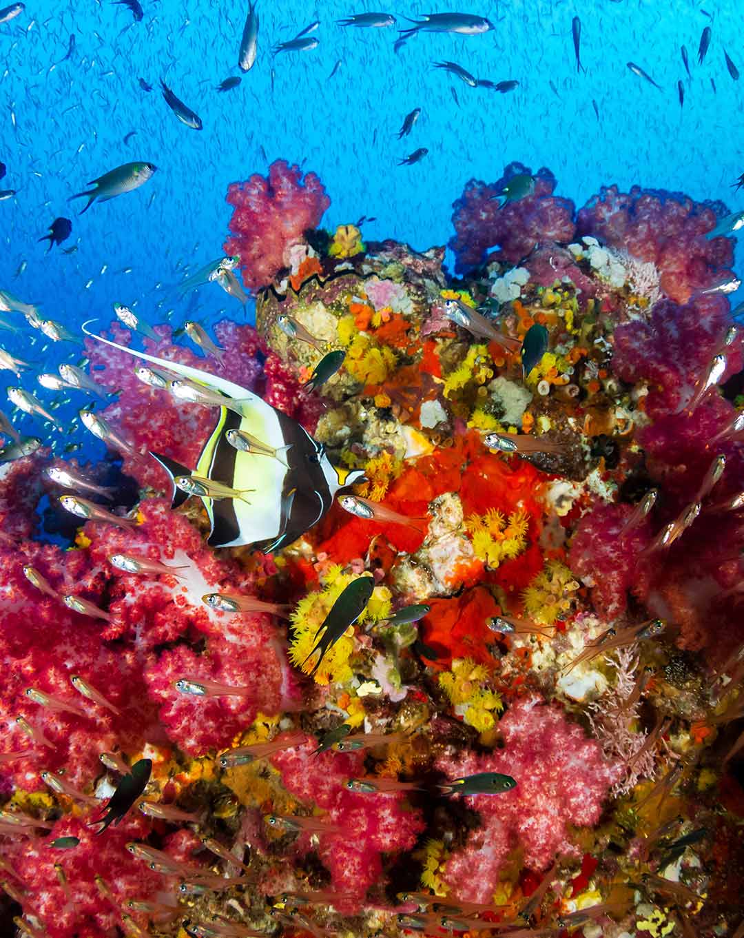 Komodo Reef Species