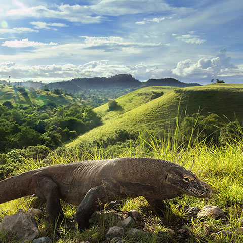 Rinca Island Home of Komodo Dragons