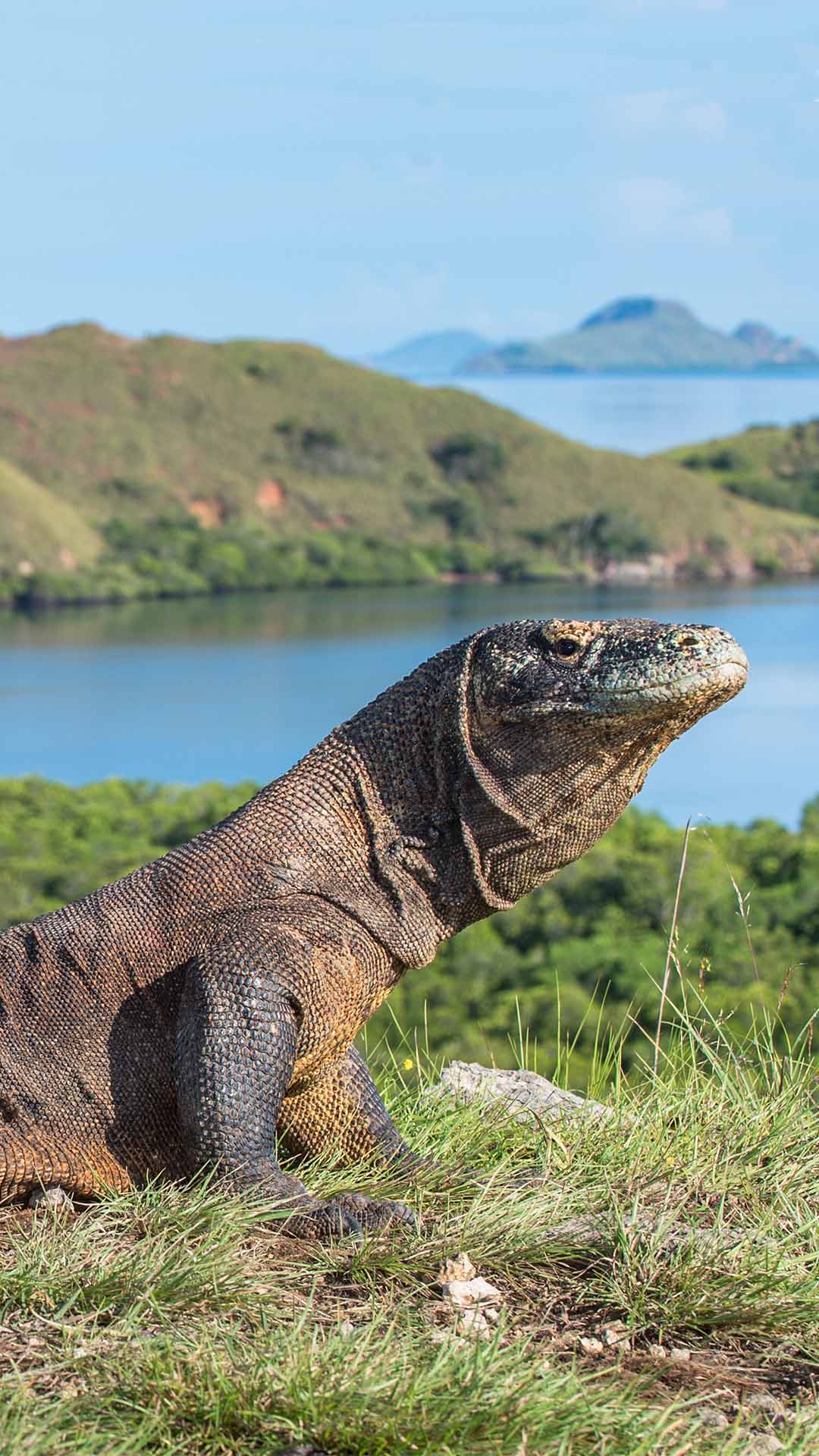 Rinca Komodo Dragon