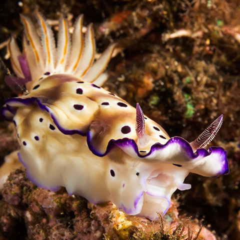 Risbecia Pulchella