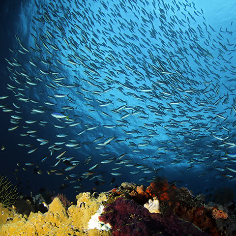 Sardine Reef