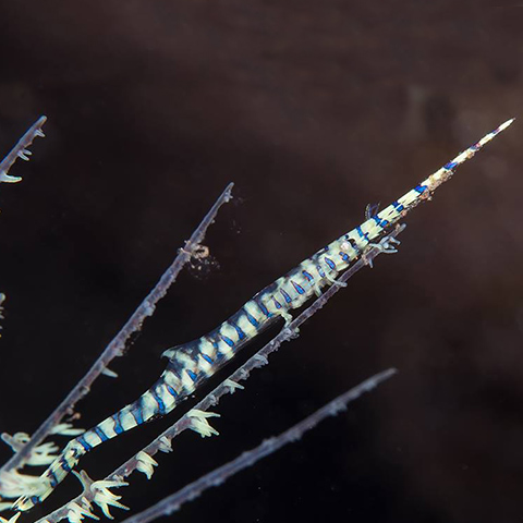 Saw Blade Shrimp