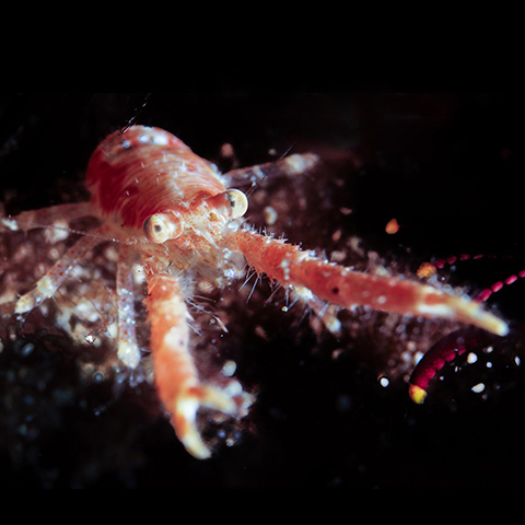 Scaly Squat Lobster
