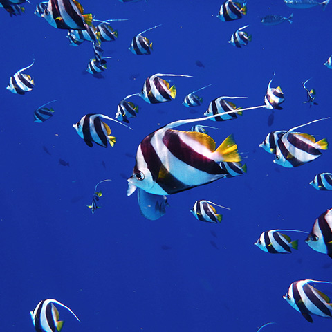School of Bannerfish