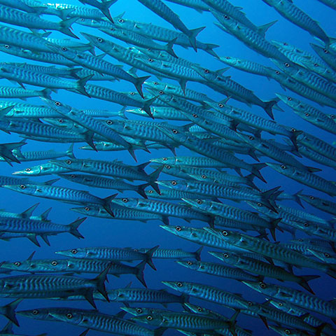 School of Barracuda Komodo