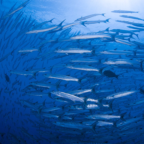 School of Barracudas Drift Dive Komodo