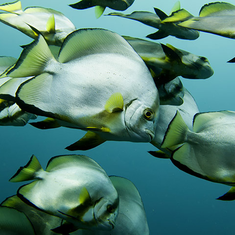 School of Batfish in Castle Rock Komodo
