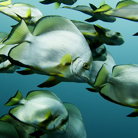 School of Batfish