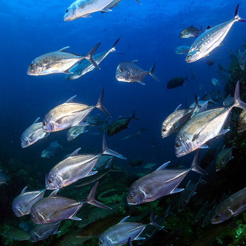School of Trevally in Komodo