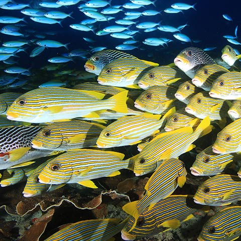 Schools of Fusiliers and Sweetlips