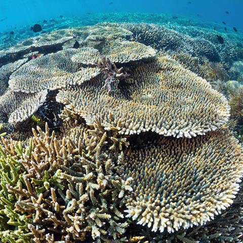 Sebayur Islands Coral Garden