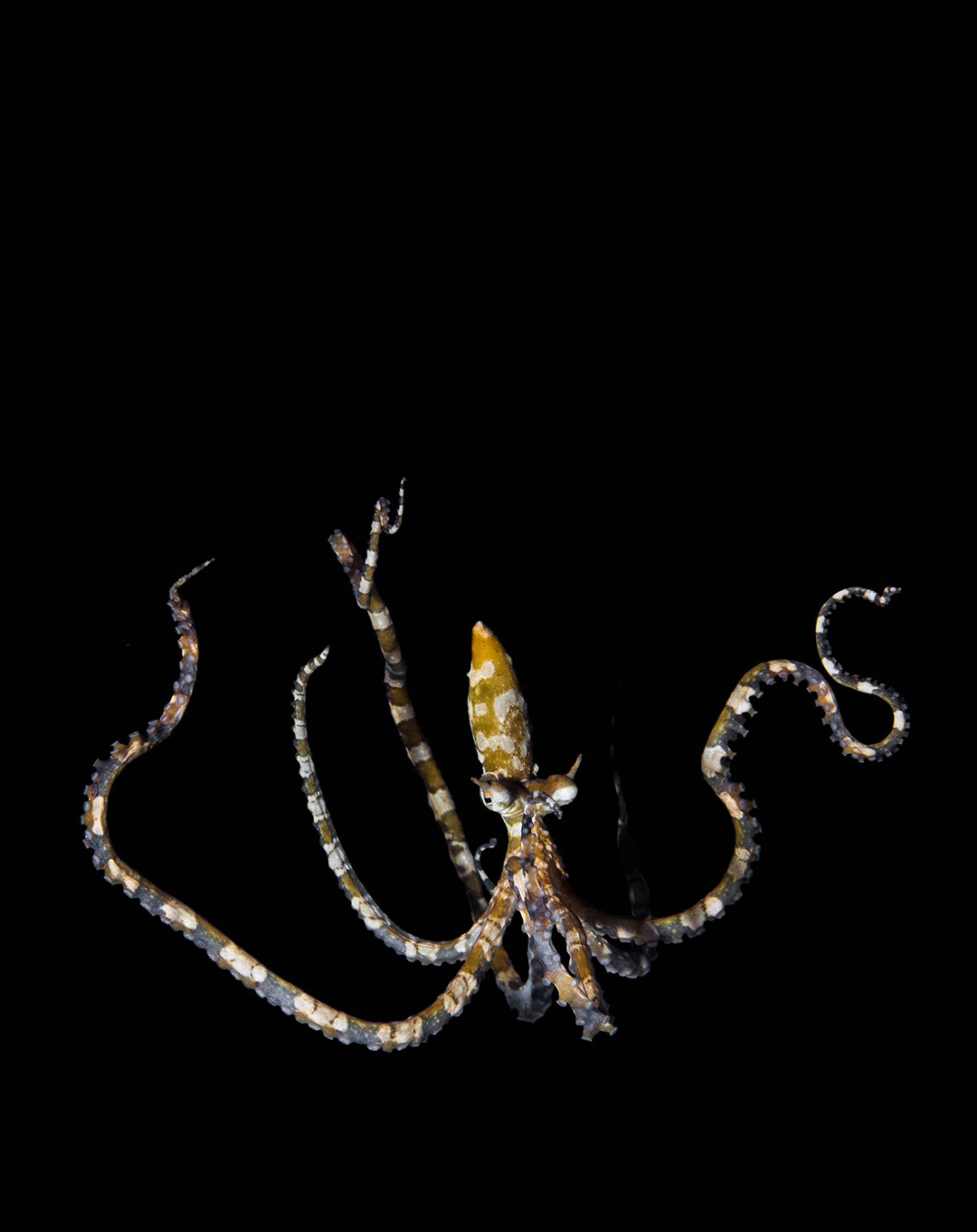 Sel Pele Bay Raja Ampat