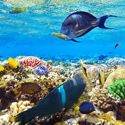 Snorkeling Raja Ampat
