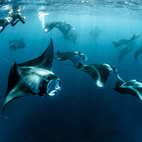 So many Manta Rays in Komodo