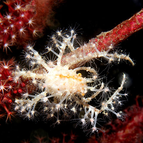 Spider Crab