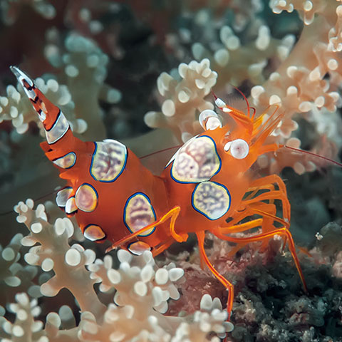 Macro Species in Komodo