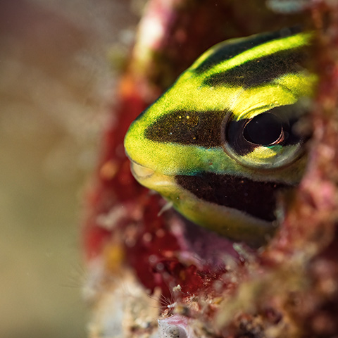 Striped Blenny