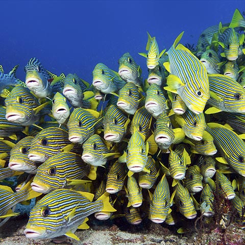 Sweetlips in Kaleidoscope