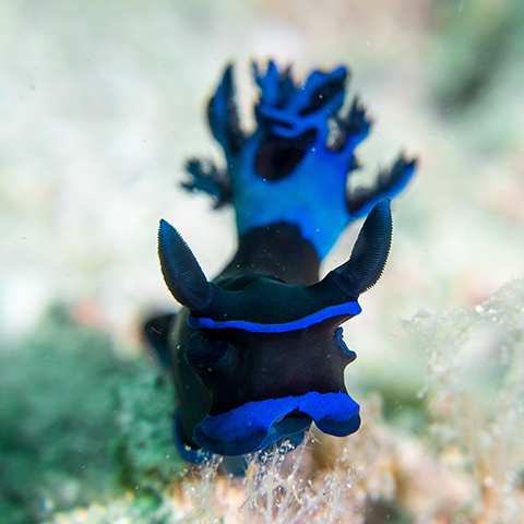 Tambja Morosa Nudibranch