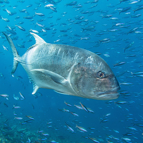 The Cauldron Dive Site Komodo