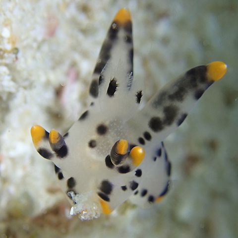 Thecacera sp White Pikachu
