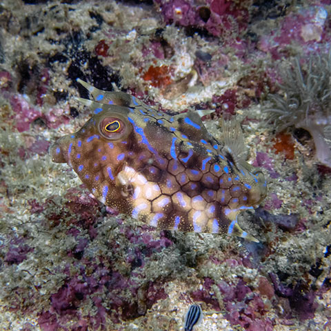 Thornback Cowfish