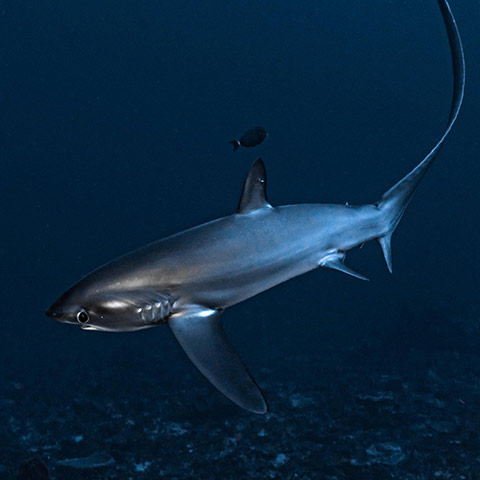 Thresher Shark
