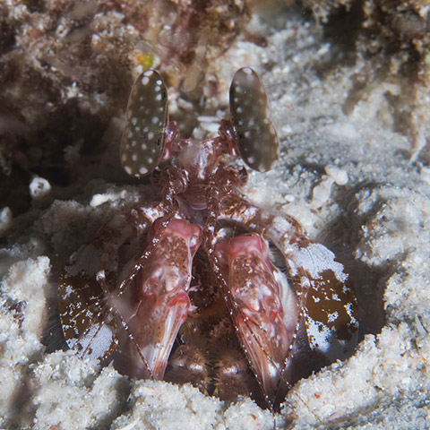 Tiger Mantis Shrimp
