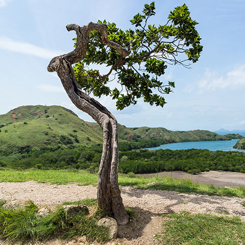 Rinca Island the most preserved Island of Komodo
