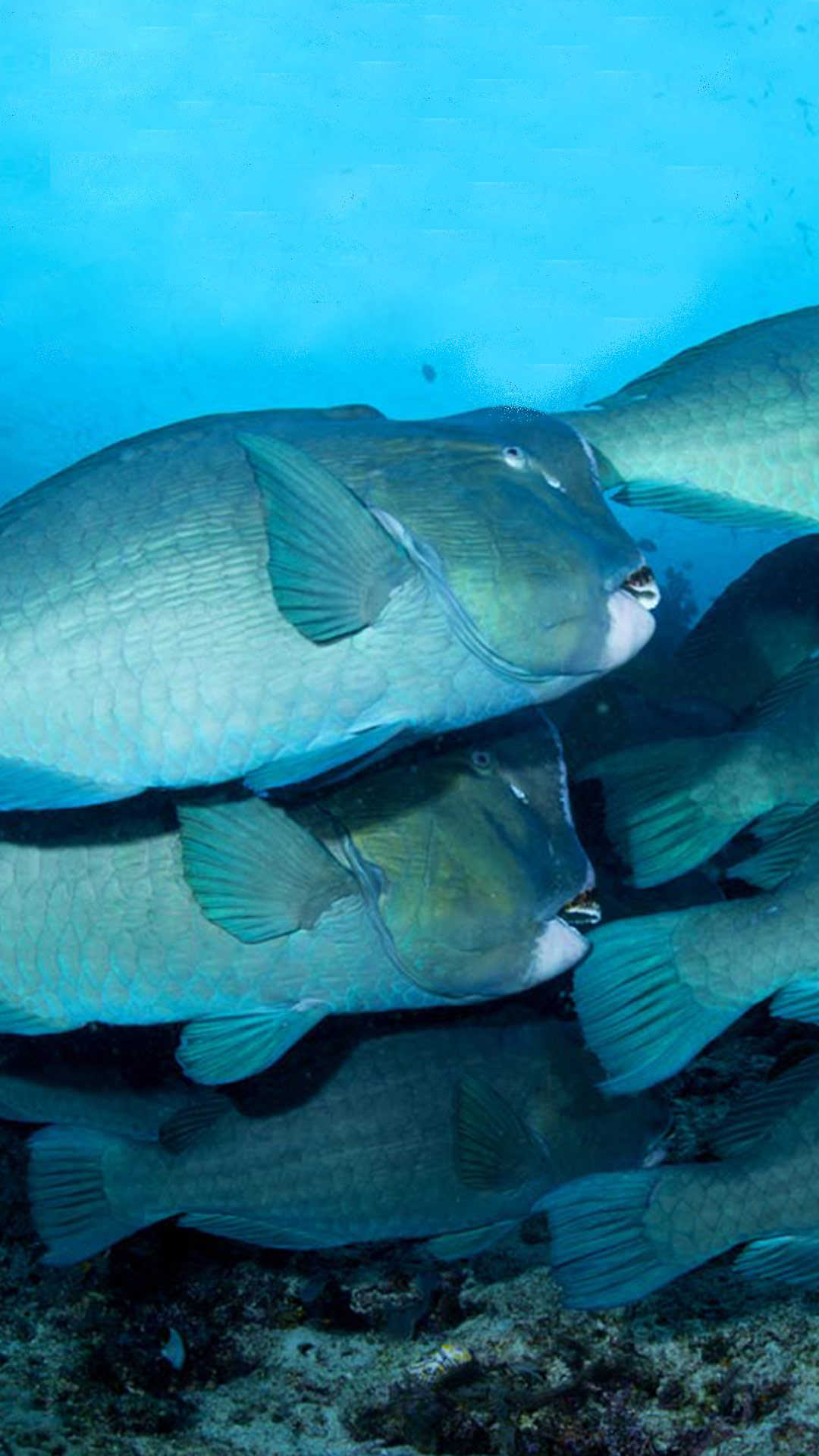 Humphead Parrotfish on the Liberty Wreck Tulamben