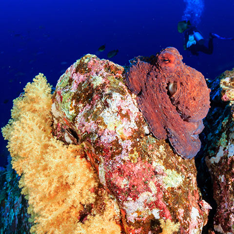 Underwater Photographer Paradise