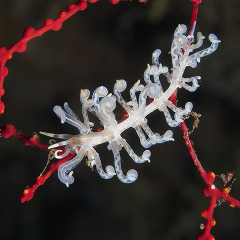 Undulate Phyllodesmium
