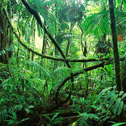 Waigeo Tropical Lush Forest
