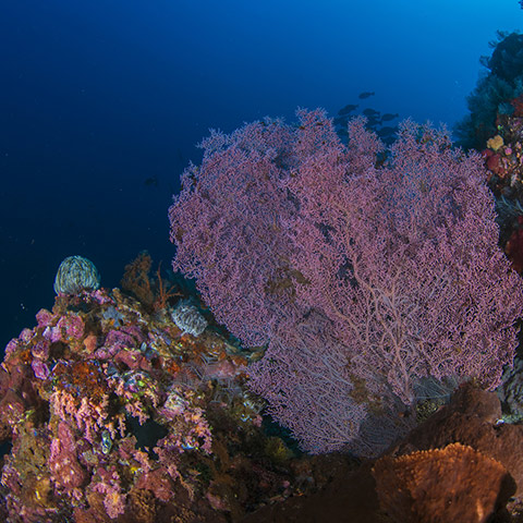 Wall Full of Corals