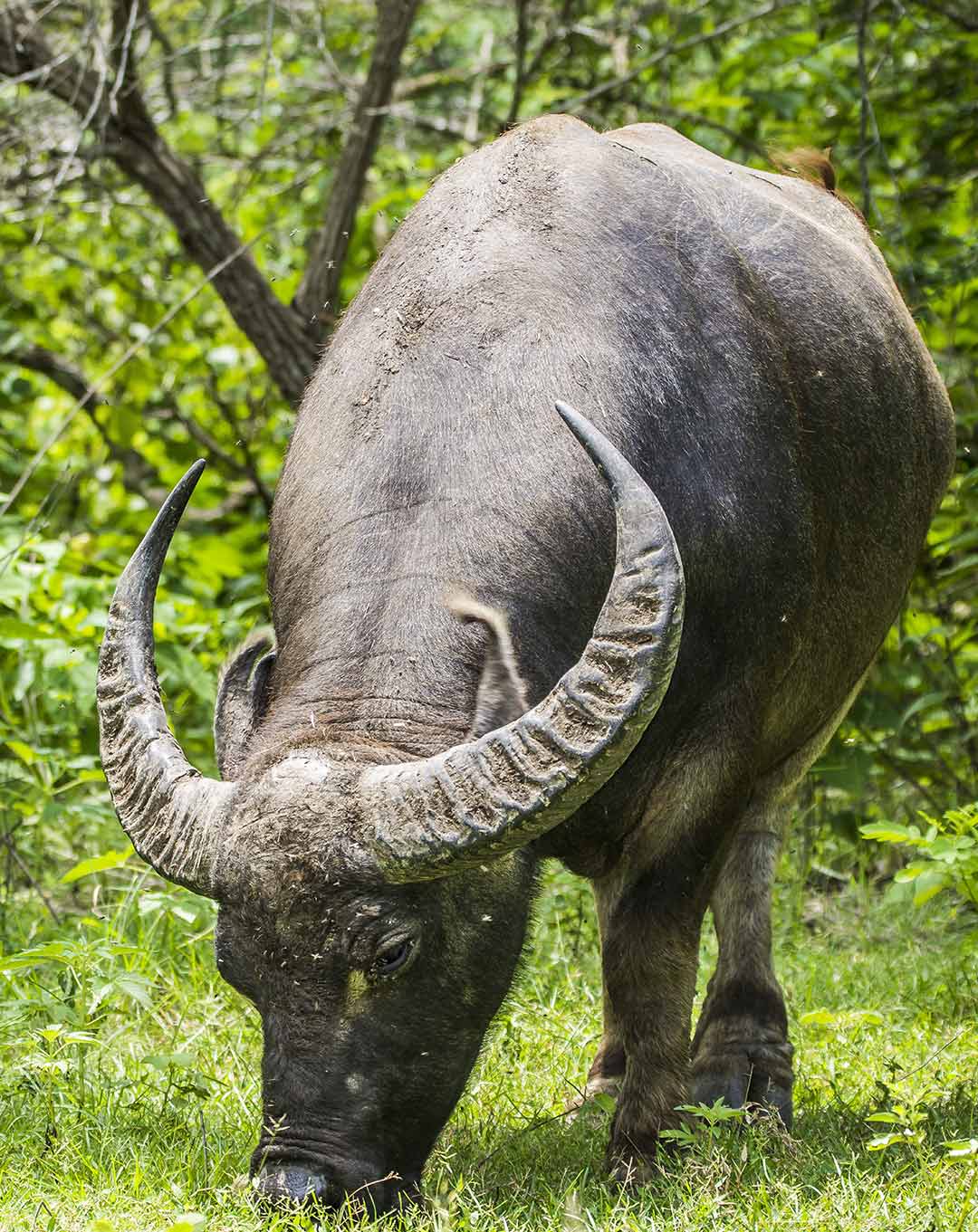Komodo National Park Wildlife
